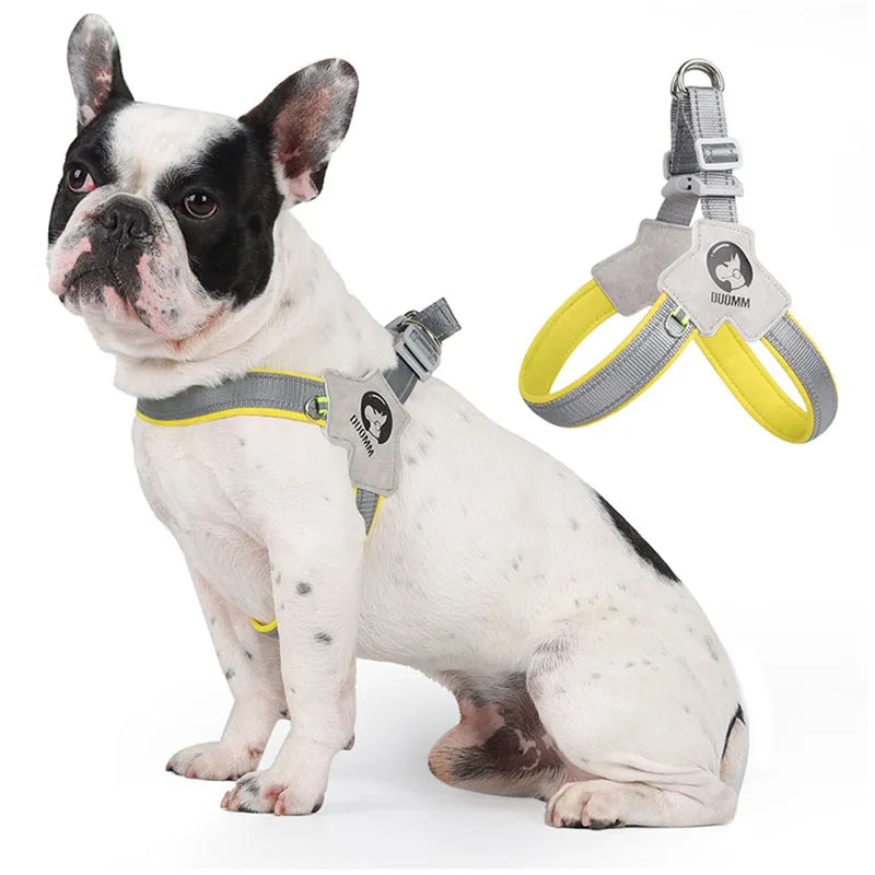 Y hundesele med refleks på Fransk bulldog.