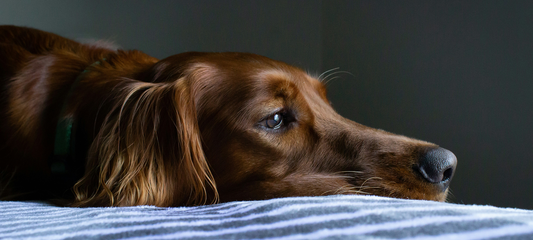 Hva kan hunder ikke spise? 10 farlige matvarer for hunder