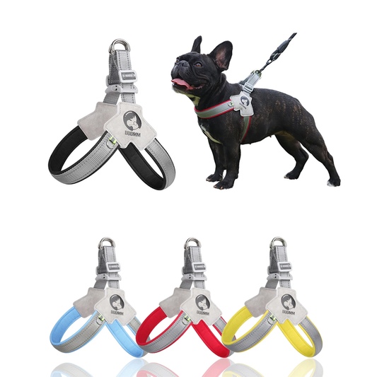 Y-sele til hund fargevalg mellom sort, blå, rød og gul. Vist på en fransk bulldog.